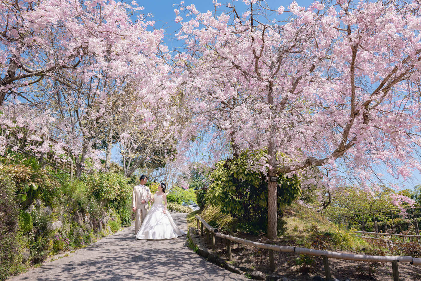 新婦と新郎が桜の下を歩く、北九州でのフォトウエディングシーン