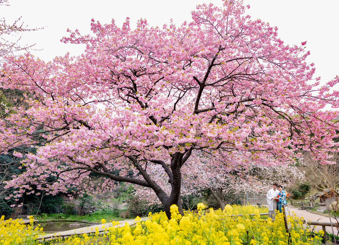 春に最高の写真を撮るための３つの秘訣