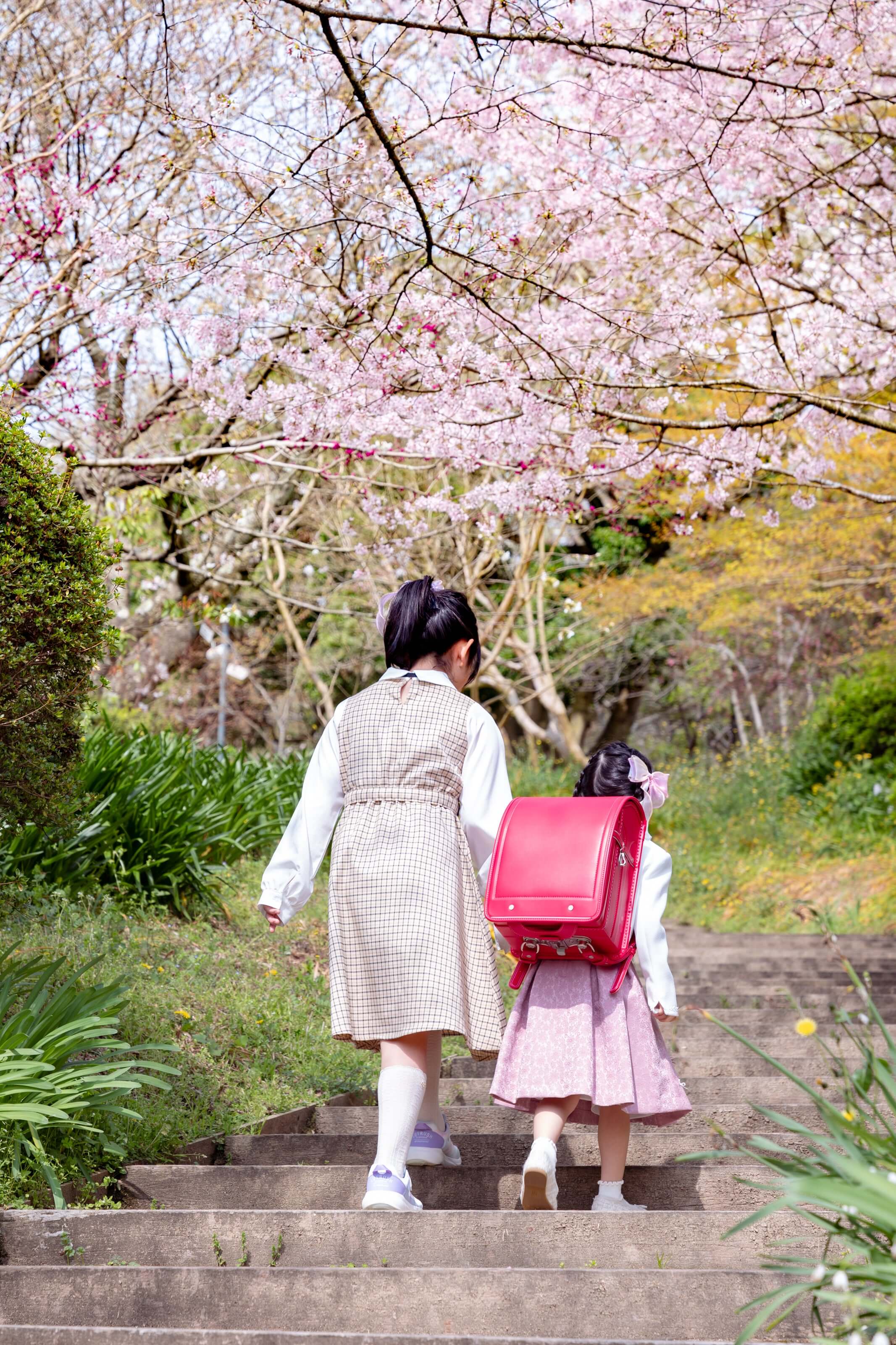 小学校入学を祝うランドセルを背負った女の子たちが桜の前を歩く、フォトウエディング北九州の美しい瞬間